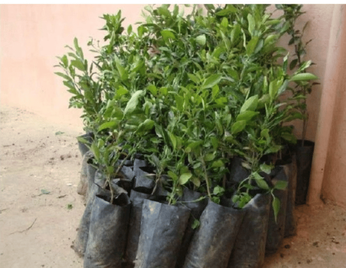 1 yr कलमी कागती Grafted Lime image